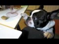 Wilbur the Boston Terrier Snags A Snack
