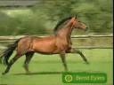 horses:i\ horses:i\