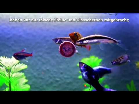 Fische mit Futtertablette im Aquarium 2015
