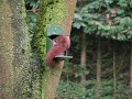 red squirrel