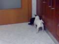 videos de 06012009025