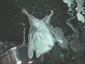 Stella, a 16 year-old fruit bat