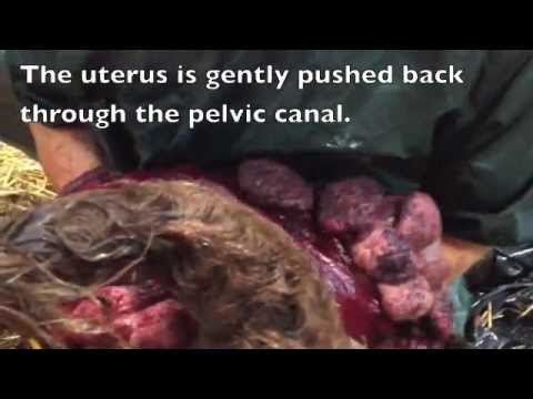 how to treat a prolapse ewe