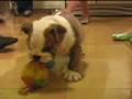 Augustus the Bulldog - Chew Toy