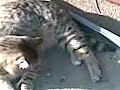 musikalische Katze musikalische Katze