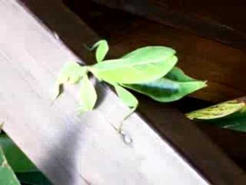 Leaf insect