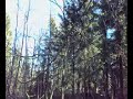 Fuglesang