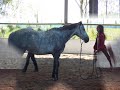 initiation a l'équitation éthologique à l'élevage st winock