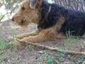 Airedale Terrier video