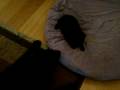 videos de MOV00786
