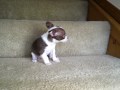 Chihuahua puppy going trying to go down the stairs