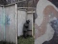 SAS - Day of the Dead Paintball
