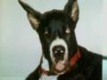 Piper. Her Life 1996 to 2008