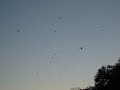 Turkey Vultures