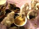 Hungry Hungry Chickos