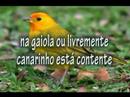 Canarinho Canarinho