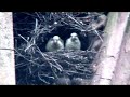 Quaker Parrots Evacuate Nest and Sound Alarm