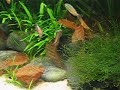 Melanotaenia trifasciata "Wonga Creek" action in the morning