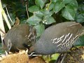 California Quail feed on a Sunflower California Quail feed on a Sunflower