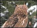 Predators of the Heart.com