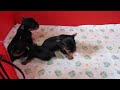 10-11-09 003.MOV