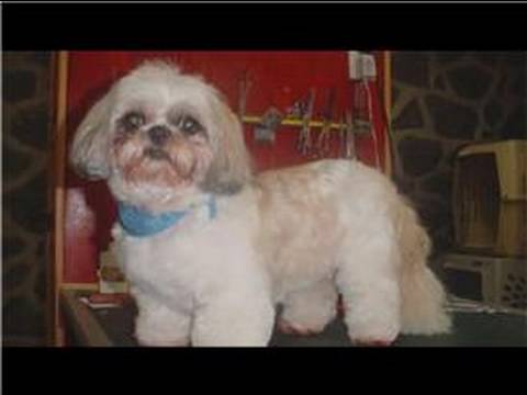 how to treat a shih tzu with diarrhea