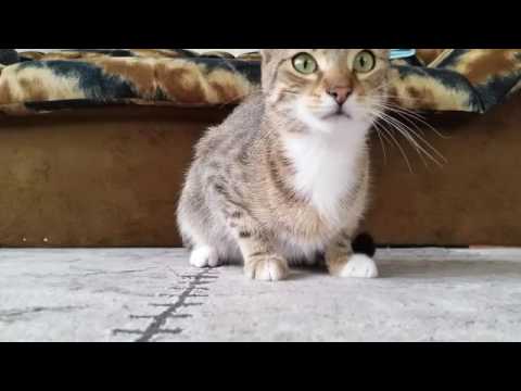 Gato a ver um filme de terror