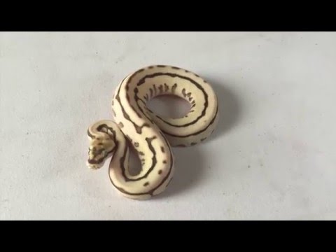 YouTube reptile video