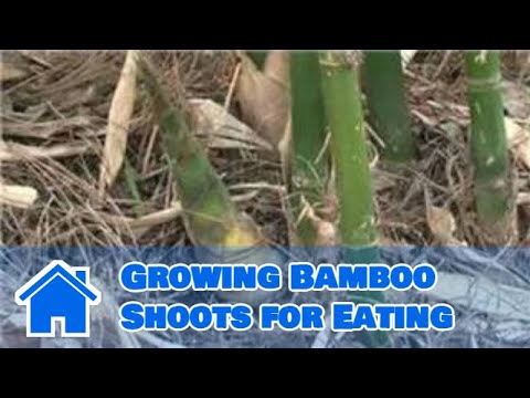 how to transplant wild bamboo