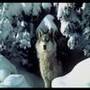 Wolf Medicine: Native American Flute - Blues Mama Original