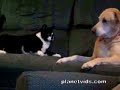 Cat Attacks Dog
