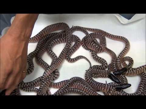 YouTube reptile video