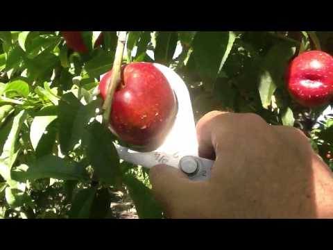 how to harvest nectarines