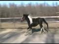 videos de Coronation aka Prince 01Jan2009