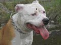 Pit Bull Tola