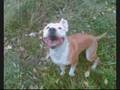 Pit Bull Tola