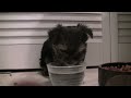 Click here to watch this video Cutest Morkie Puppies Eating