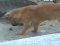 Dogs