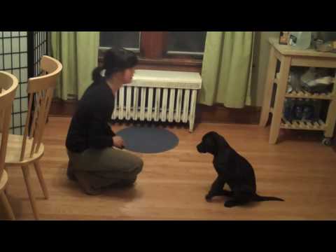 labrador