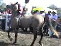 carreras de caballos tecerca chicontepec ver 