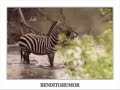 Una Cebra es Atacada por un León