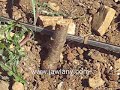 قطع أغراس كرز للمواطن سليم عويدات