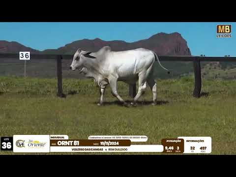 1� LEIL�O PRODU��O FAZENDA ORIENTE