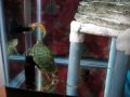 videos de turtle chasing fish