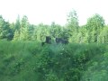 Bears in Angoon Alaska