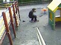 Tommis Playtime