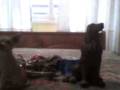 videos de Epa 2