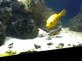 Golden puffer eating clam Golden puffer eating clam