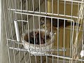 CRIAT�RIO DE CURI�S OLIVEIRA - .: Curiola Dona Clara cuidando da sua ninhada :.