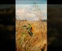 �lmok 2 / Dreams